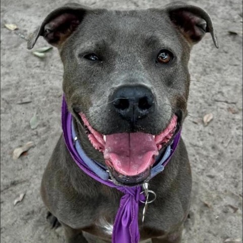 Lucy Lou, an adoptable Mixed Breed in Milton, FL, 32583 | Photo Image 5