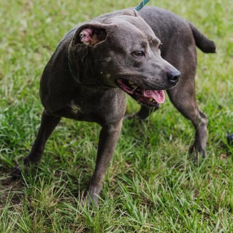 Lucy Lou, an adoptable Mixed Breed in Milton, FL, 32583 | Photo Image 6