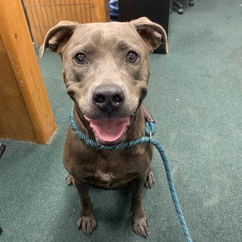 Lucy Lou, an adoptable Mixed Breed in Milton, FL, 32583 | Photo Image 6