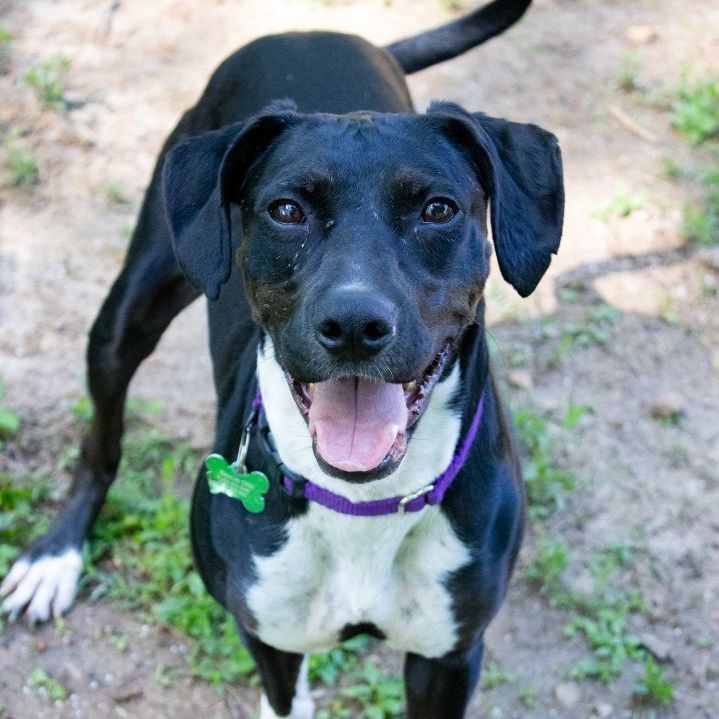 Cricket Mae, an adoptable Hound Mix in Springfield, MO_image-2