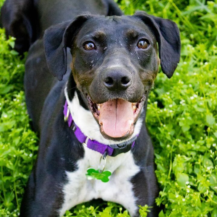Cricket Mae, an adoptable Hound Mix in Springfield, MO_image-4