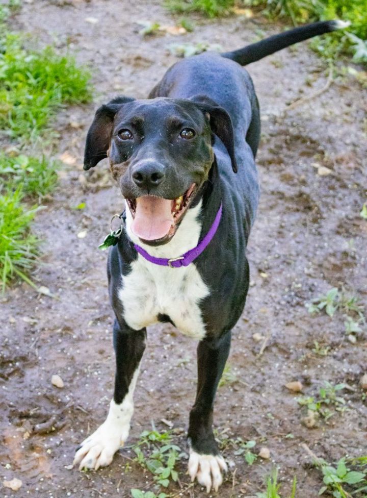 Cricket Mae, an adoptable Hound Mix in Springfield, MO_image-6