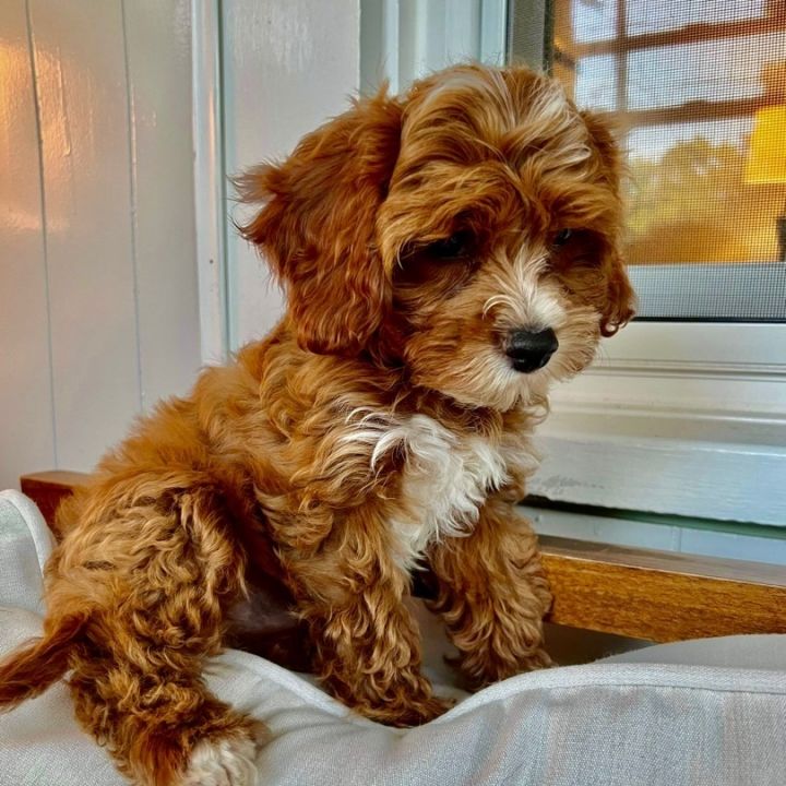 Theodore, an adopted Cavapoo Mix in Rochester, NY_image-6