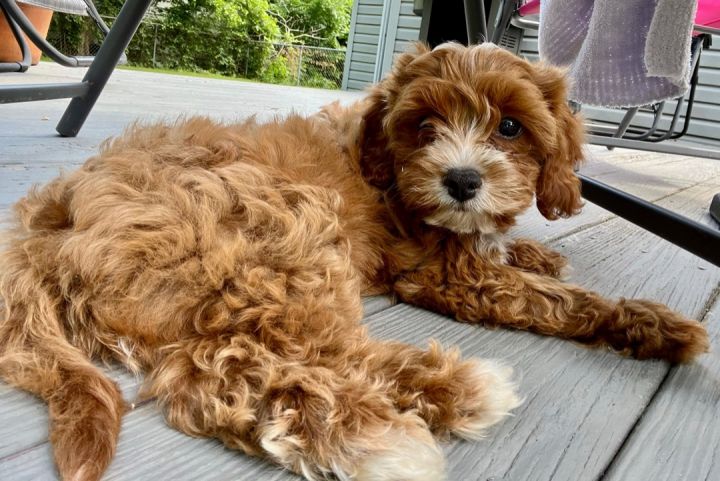 Theodore, an adopted Cavapoo Mix in Rochester, NY_image-1