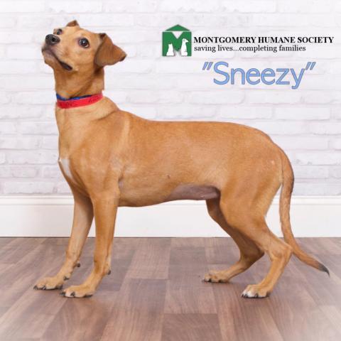 Sneezy