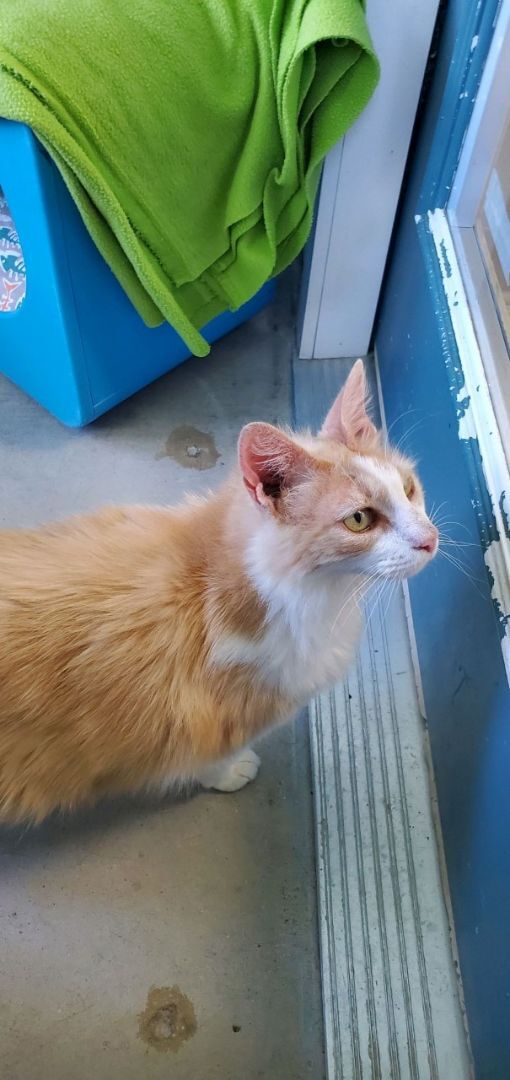 Cat for adoption Baby, a Domestic Long Hair in Columbus, NC Petfinder