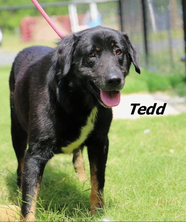 Tedd