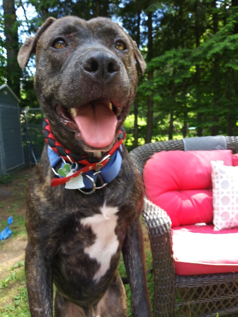 Rambo, an adoptable American Bulldog, American Bully in Plainfield, NH, 03781 | Photo Image 4