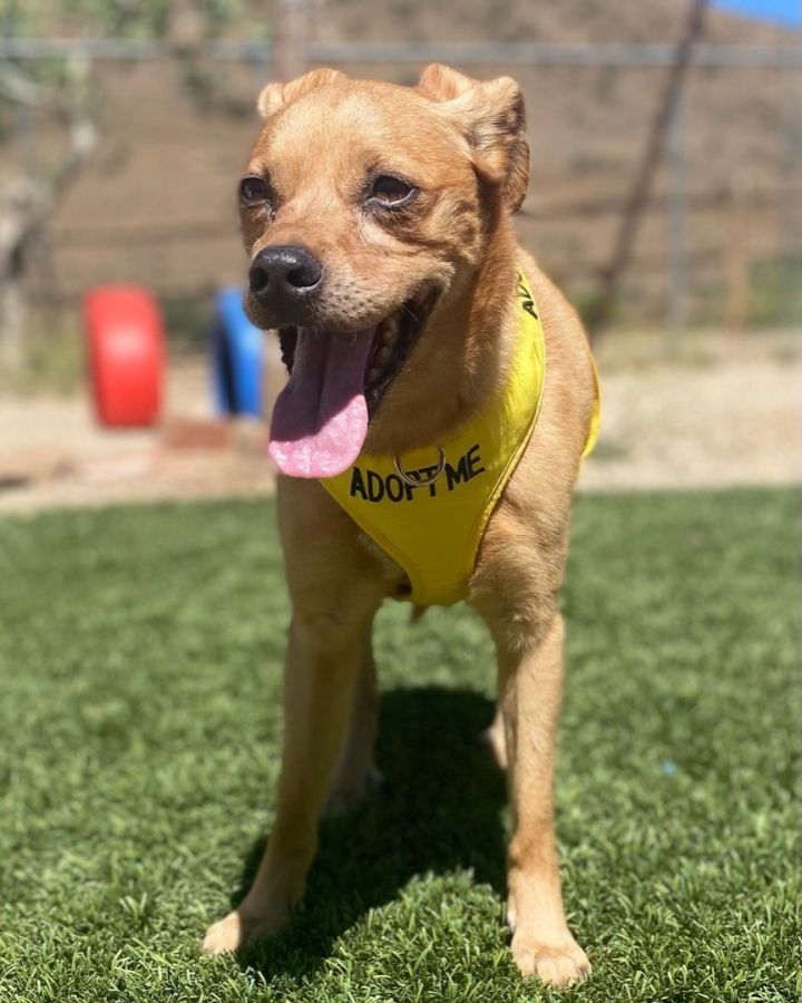 Milo, an adoptable Chihuahua & Labrador Retriever Mix in Agua Dulce, CA_image-4