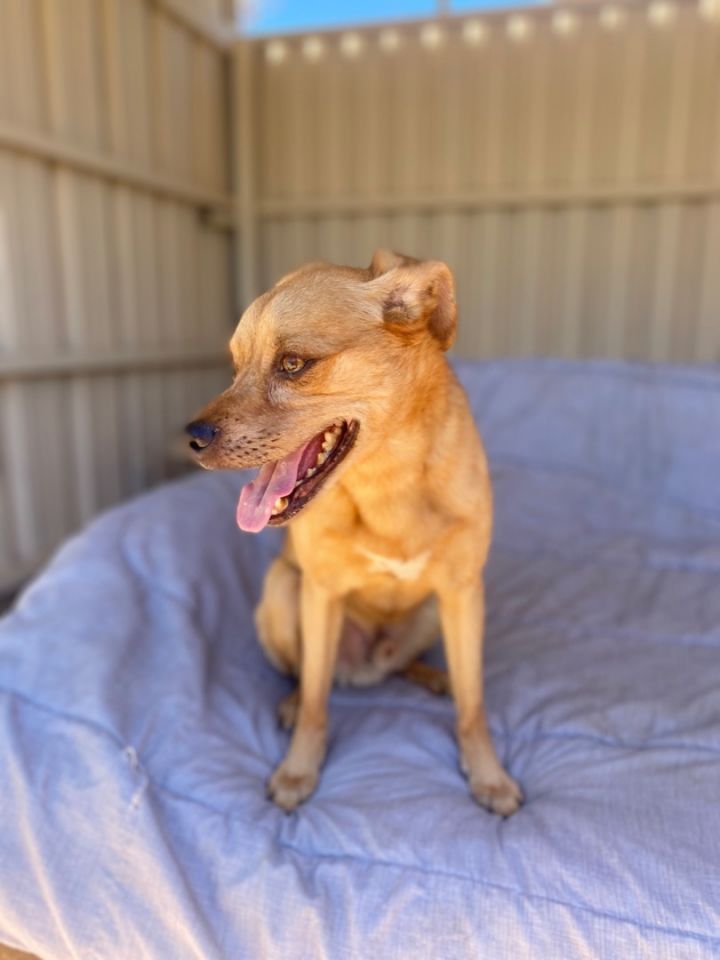 Labrador retriever chihuahua store mix