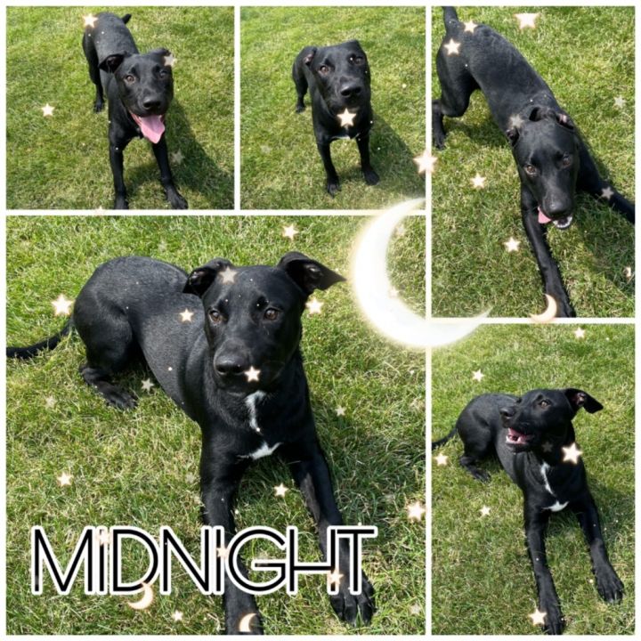 MIDNIGHT, an adoptable Black Labrador Retriever & Pit Bull Terrier Mix in Wintersville, OH_image-1
