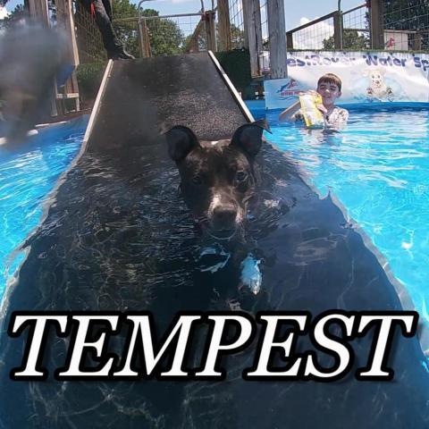 Tempest