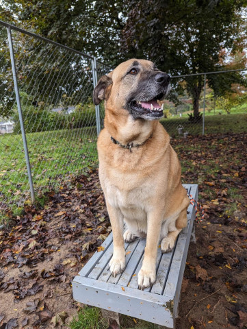 Bella, an adoptable Anatolian Shepherd in New Windsor, NY, 12553 | Photo Image 2