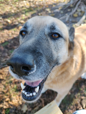 Bella, an adoptable Anatolian Shepherd in New Windsor, NY, 12553 | Photo Image 3