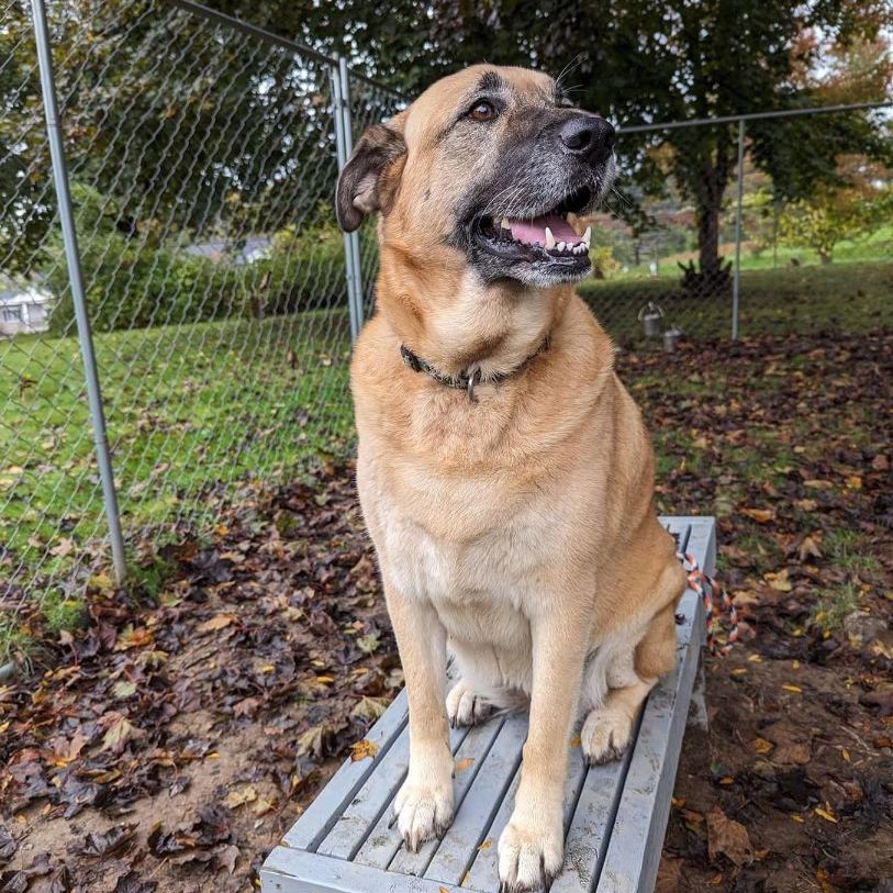 Bella, an adoptable Anatolian Shepherd in New Windsor, NY, 12553 | Photo Image 1