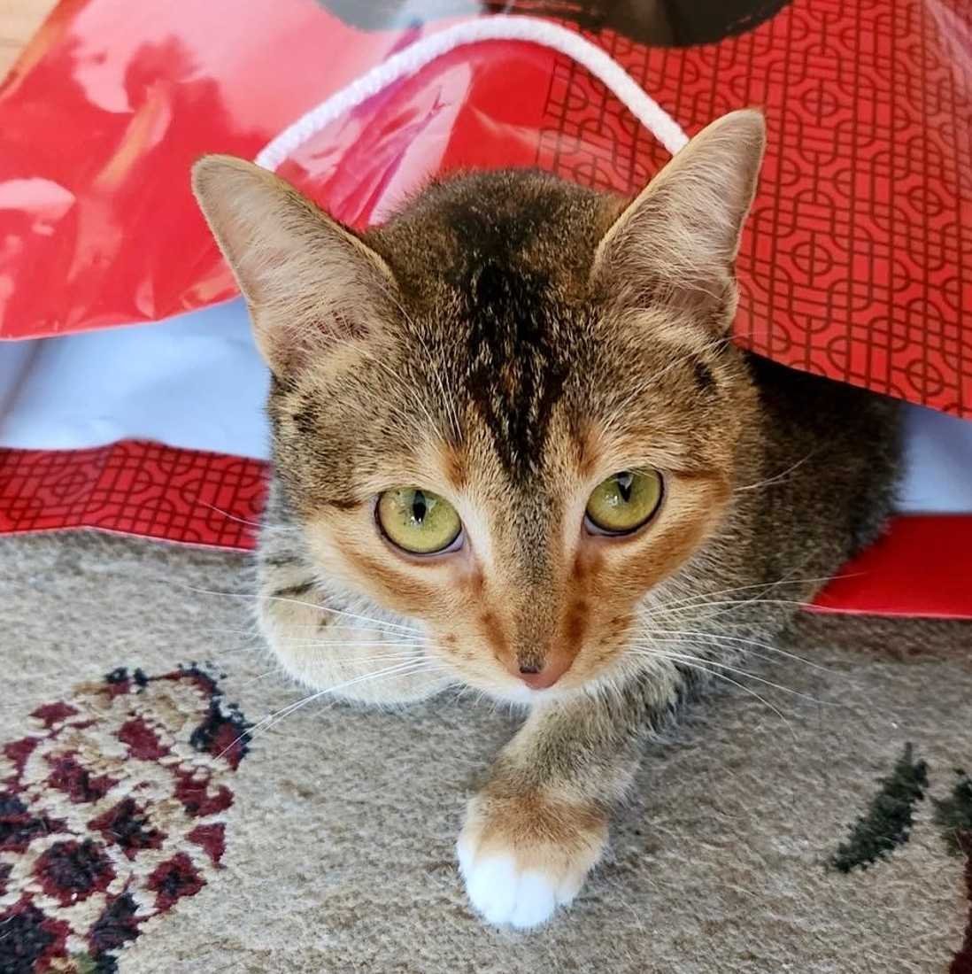 Ava Max, an adoptable Tabby, Torbie in Los Angeles, CA, 90039 | Photo Image 2