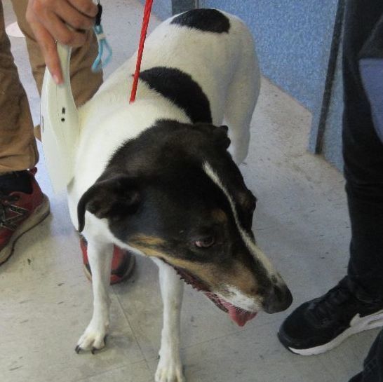 Lilly, an adoptable Terrier in Inverness, FL, 34450 | Photo Image 2