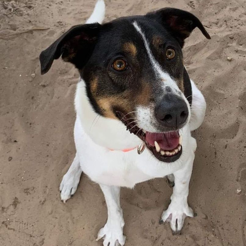 Lilly, an adoptable Terrier in Inverness, FL, 34450 | Photo Image 3