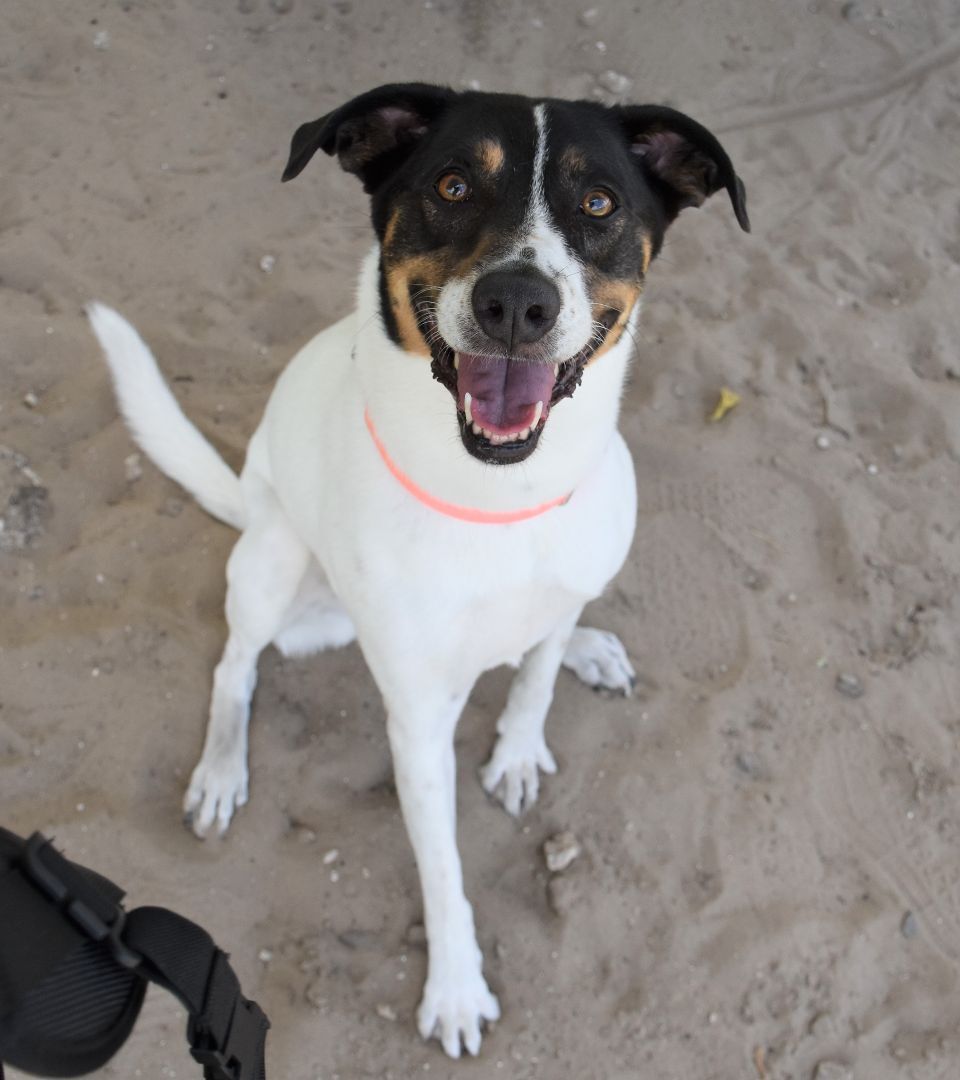 Lilly, an adoptable Terrier in Inverness, FL, 34450 | Photo Image 4