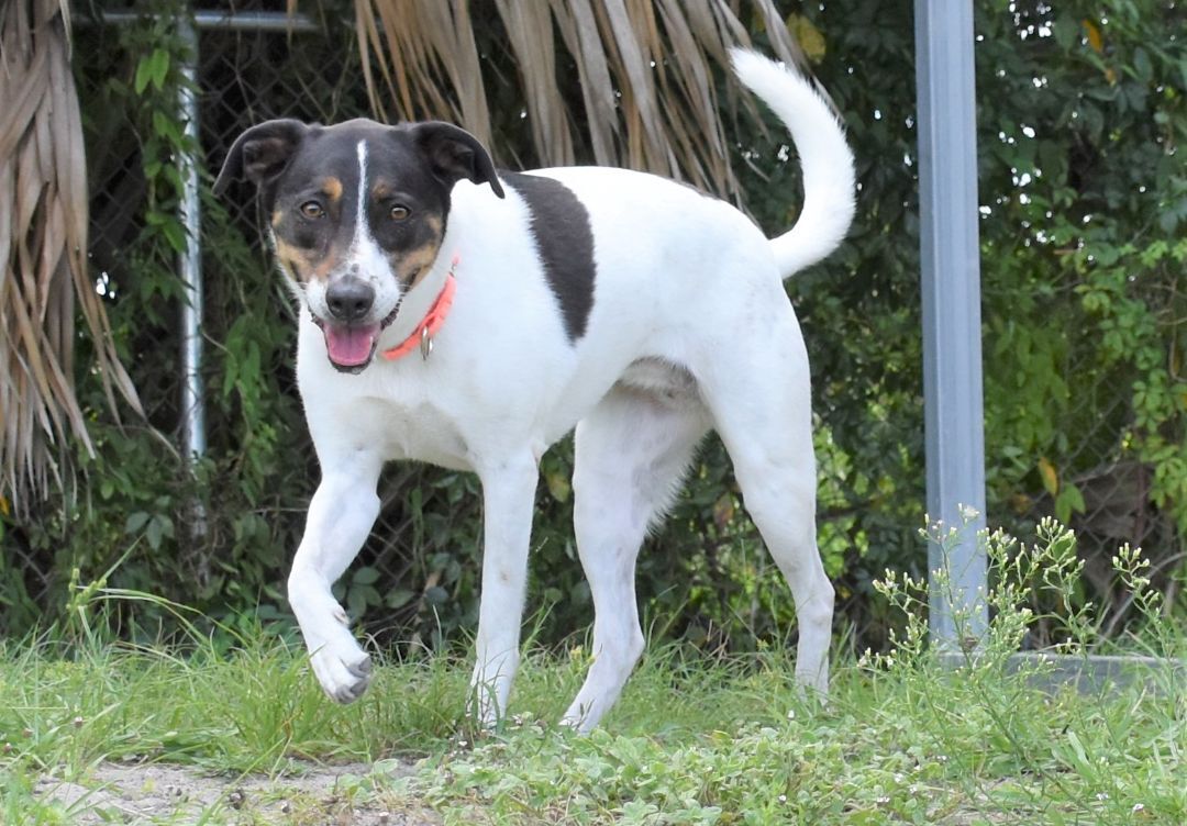 Lilly, an adoptable Terrier in Inverness, FL, 34450 | Photo Image 5