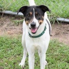 Lilly, an adoptable Terrier in Inverness, FL, 34450 | Photo Image 1