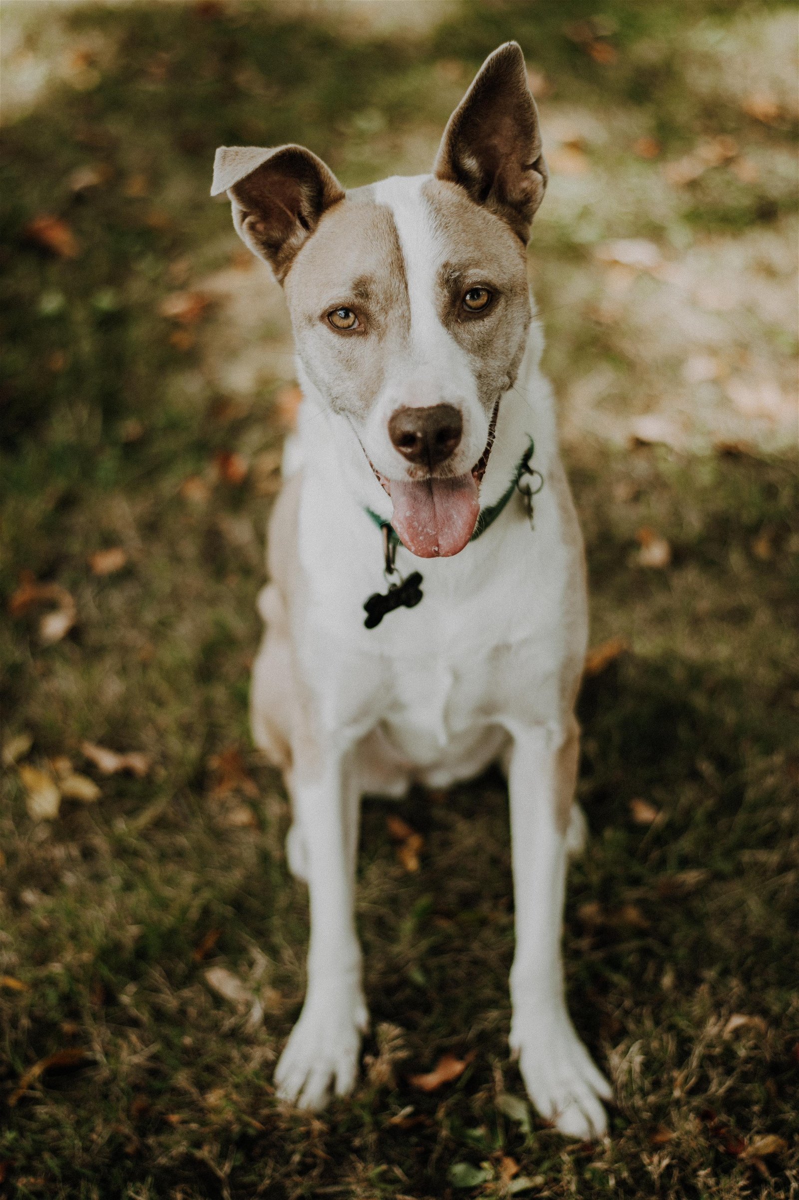 Sokay, an adoptable German Shepherd Dog, Husky in Cuyahoga Falls, OH, 44221 | Photo Image 1