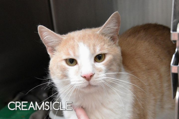 Creamsicle, an adoptable Domestic Short Hair in Johnstown, PA_image-1