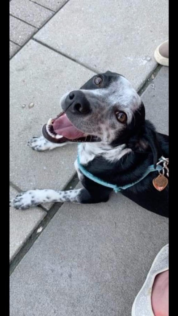 Fletcher, an adoptable Terrier, Beagle in Greenwood, IN, 46142 | Photo Image 2