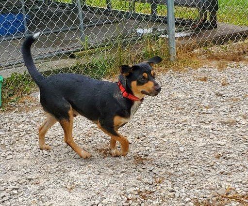 BIG FOOT (8M 33 LBS), an adoptable Chihuahua Mix in Point Pleasant, WV_image-1