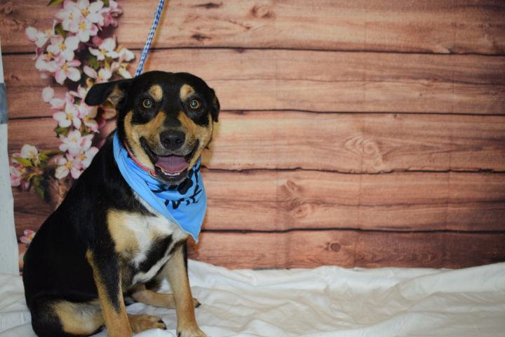 BIG FOOT (8M 33 LBS), an adoptable Chihuahua Mix in Point Pleasant, WV_image-3