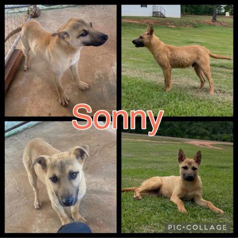 Sonny