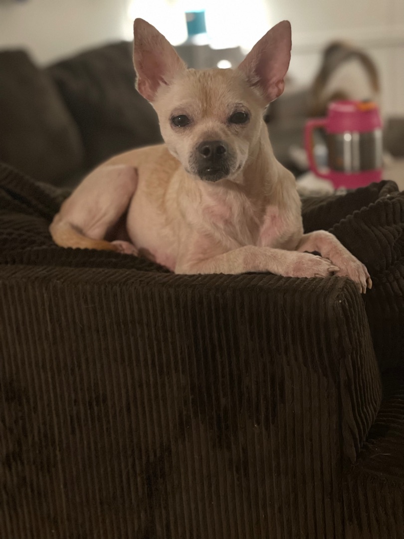 Rezey , an adoptable Chihuahua in Fond Du Lac, WI, 54935 | Photo Image 1
