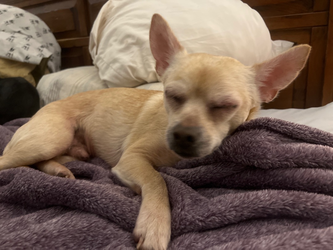 Rezey , an adoptable Chihuahua in Fond Du Lac, WI, 54935 | Photo Image 2