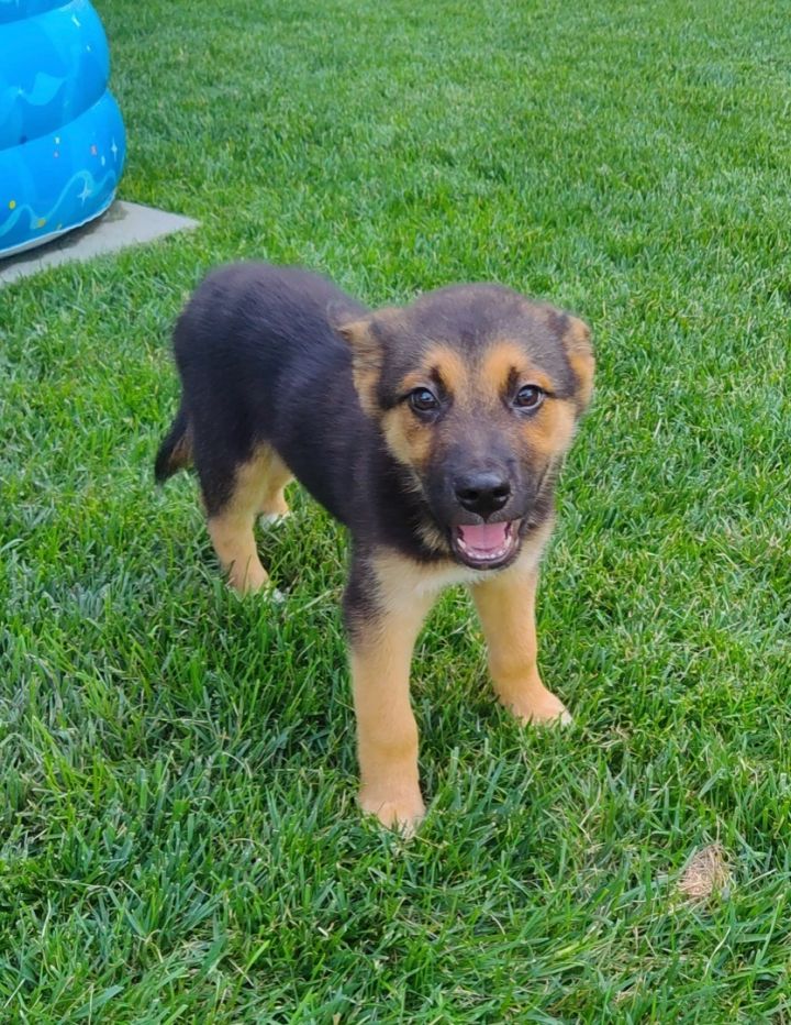 Frisbee , an adoptable German Shepherd Dog & Border Collie Mix in Omaha, NE_image-5