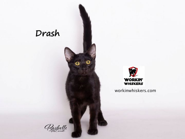 DRASH, an adopted Bombay & Oriental Short Hair Mix in Murrieta, CA_image-3
