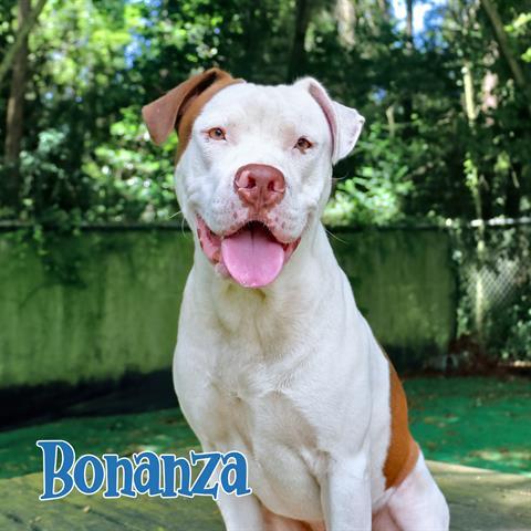 BONANZA