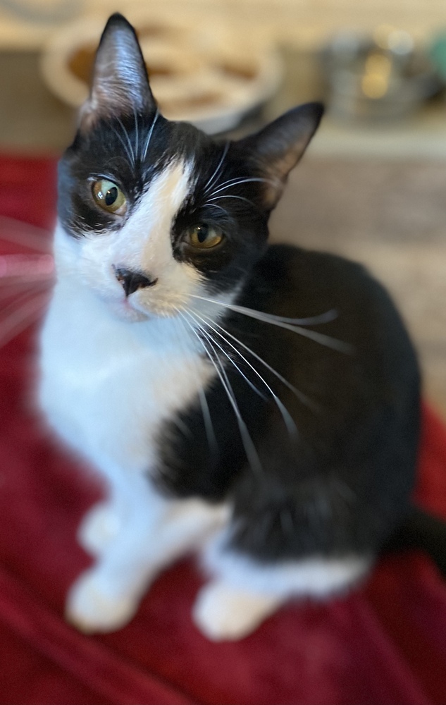 Caleb, an adoptable Domestic Short Hair in Panama City Beach, FL, 32408 | Photo Image 3