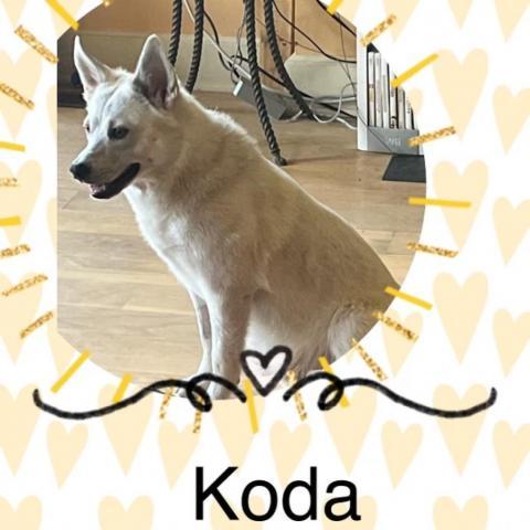 Koda