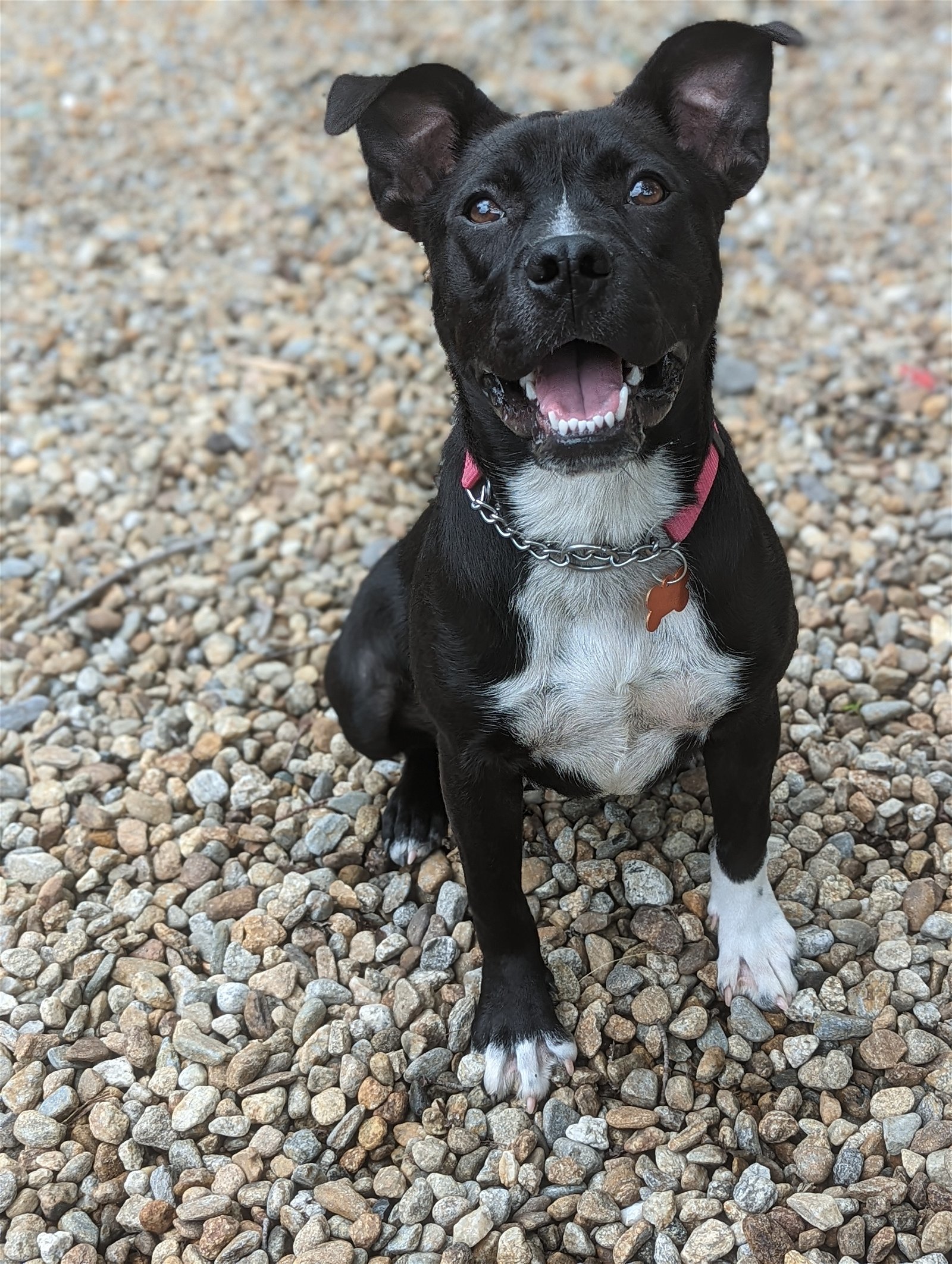 Oreo - BulldogX - 6 months old