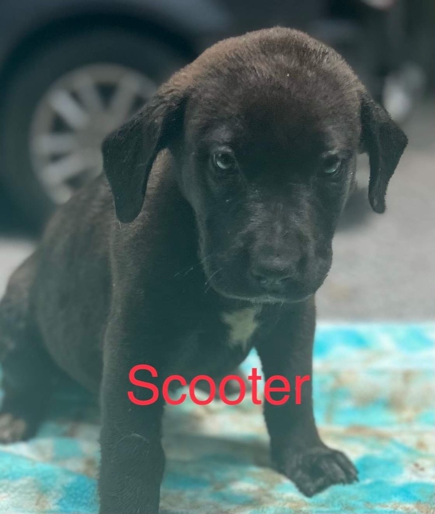 Scooter