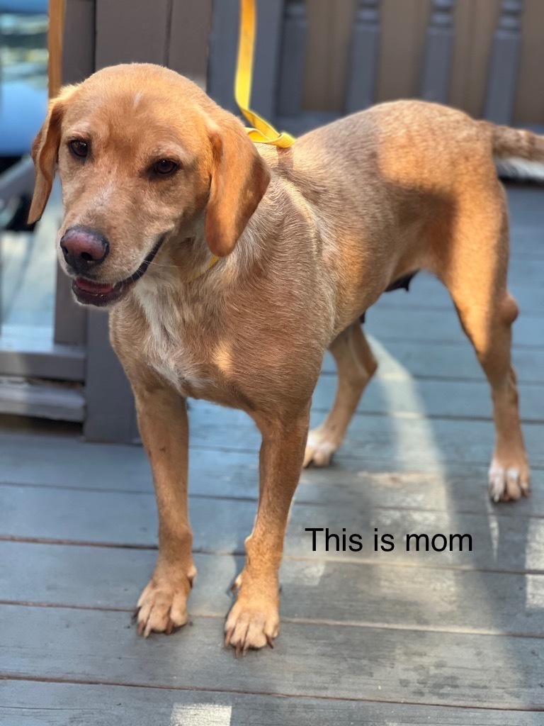 Schnook, an adoptable Golden Retriever, Mixed Breed in Crossville, TN, 38557 | Photo Image 2