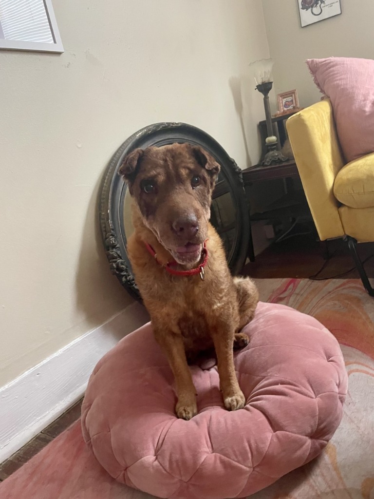 Bella (Senior in Foster)