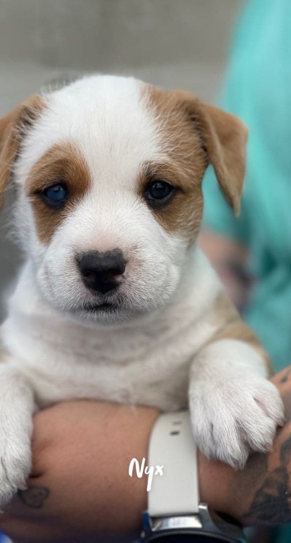 Nyx: RIDGE PUPPY IN TRAINING