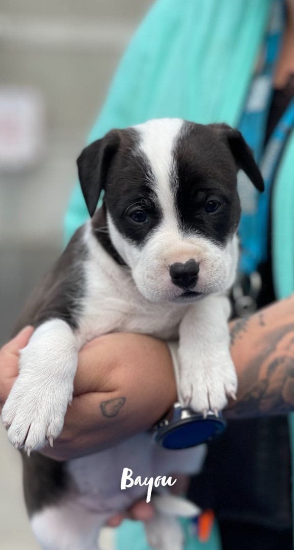 Bayou: RIDGE PUPPY IN TRAINING