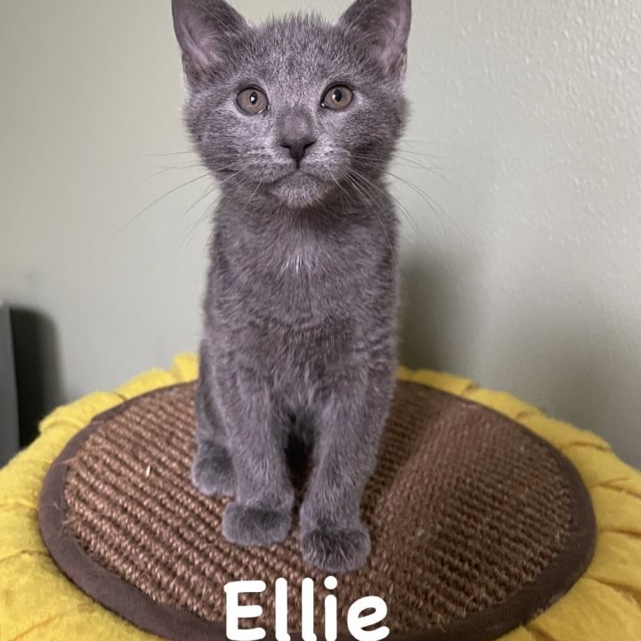 Ellie 1