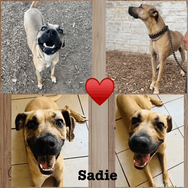 SADIE - loving, happy, friendly, playful girl