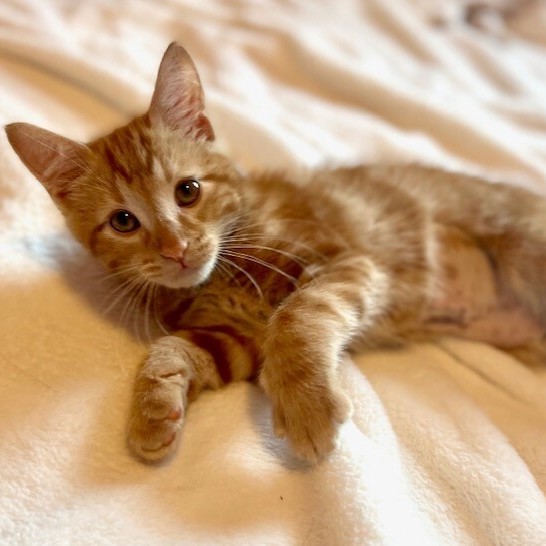 Fozzie, an adoptable Domestic Short Hair Mix in Minneapolis, MN_image-1