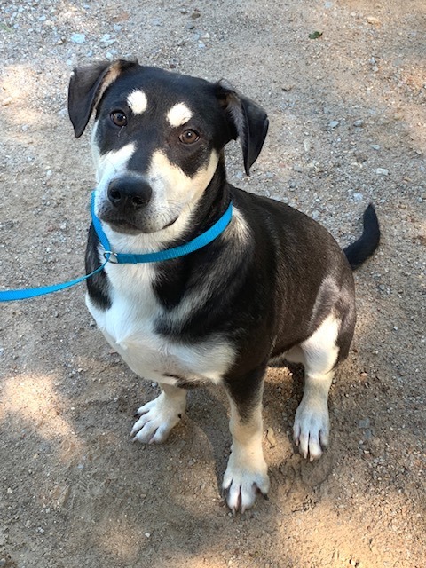 Buzz , an adoptable German Shepherd Dog, Rottweiler in Yellville, AR, 72687 | Photo Image 2