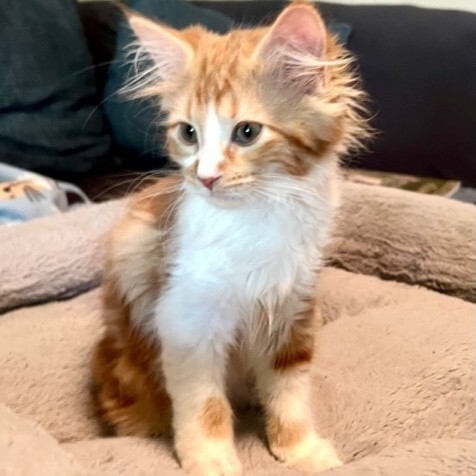 Reggie - No Longer Accepting Applications, an adoptable Domestic Medium Hair Mix in Minneapolis, MN_image-1