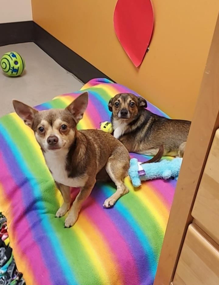 Frodo & Samwise, an adoptable Chihuahua in Bellingham, WA_image-1